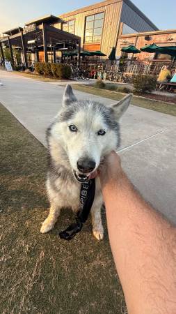 Found dog