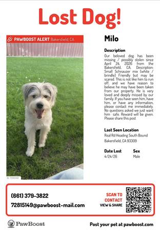 Lost dog