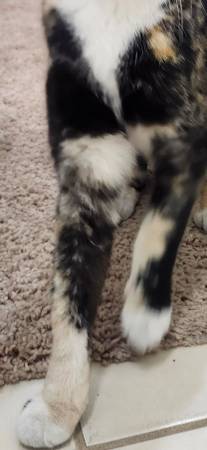 Found cat