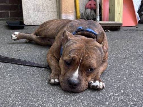 Found dog