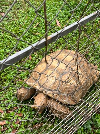Lost Pet in Kaneohe
