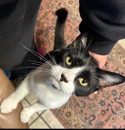 Lost cat