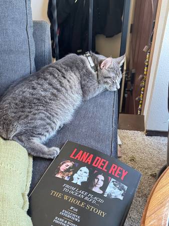 Lost cat