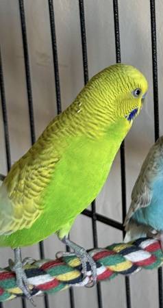Lost Bird in Prescott