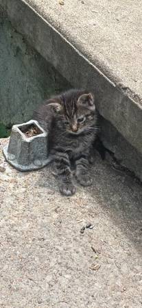 Found Cat in Sandusky
