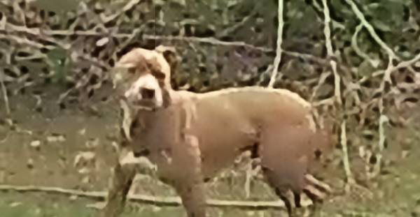 Found dog