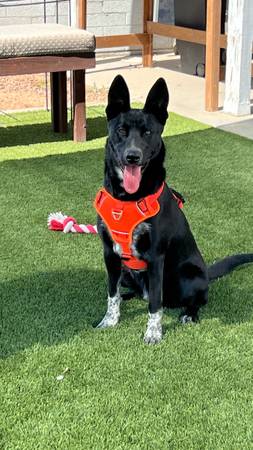 Found dog