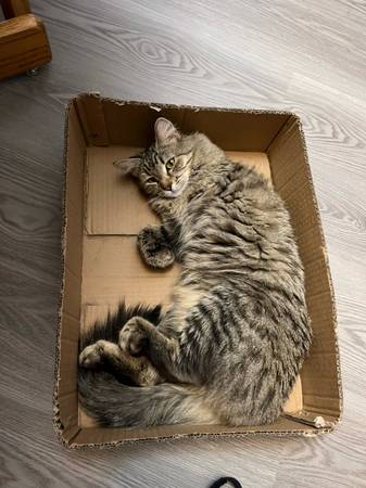 Lost Cat in Arvada