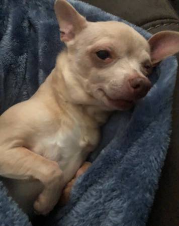 Lost dog
