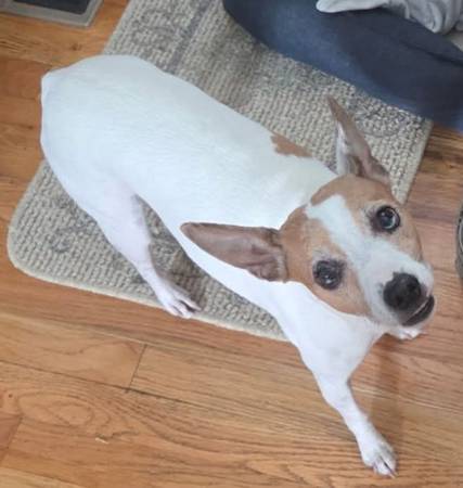 Lost dog
