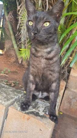 Lost cat