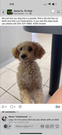 Lost dog