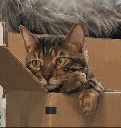 Lost Cat in Nichols