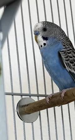 Lost bird