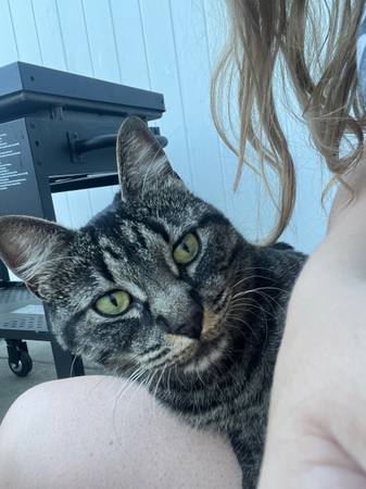 Found cat