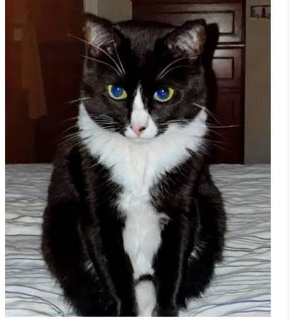 Lost cat