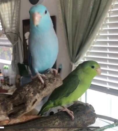 Lost Bird in Santa Barbara