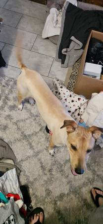 Lost Dog in Tucson
