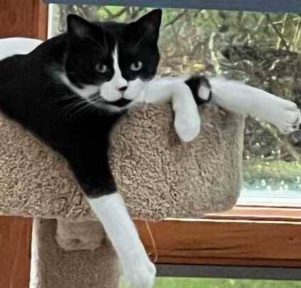 Lost Cat in Ann Arbor