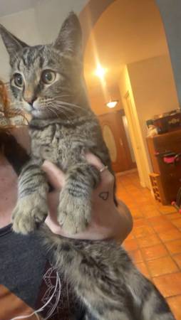 Found cat