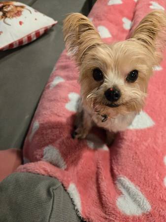 Lost Dog in Houston