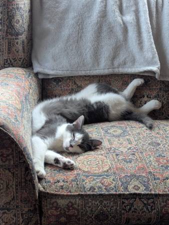 Lost Cat in Grawn