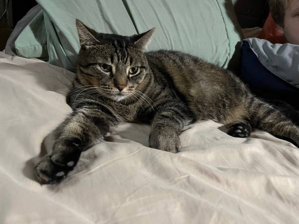 Lost cat