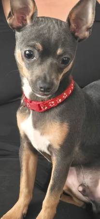 Lost dog