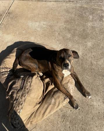 Lost Dog in Blue River