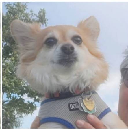 Lost Dog in Murrieta