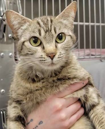Found cat