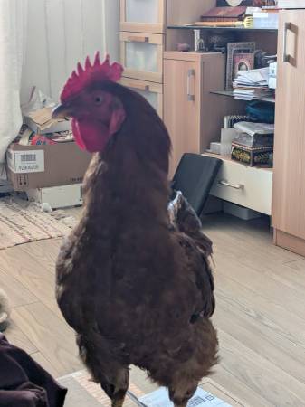 Found Bird in Oakland