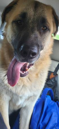 Found dog