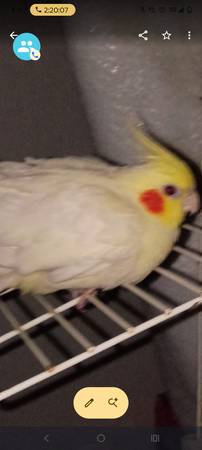 Lost bird