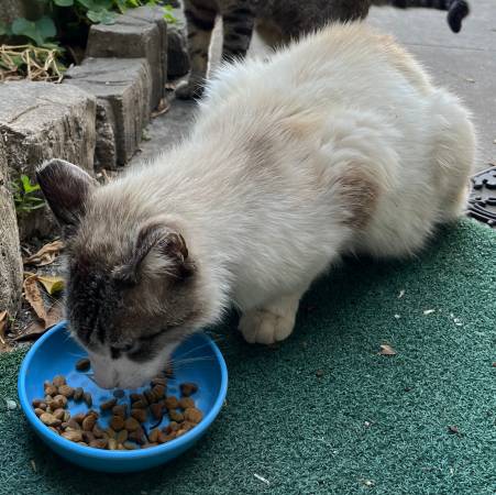Lost Cat in Fullerton
