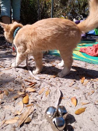 Lost cat