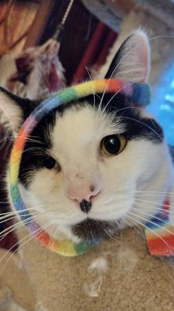 Lost cat