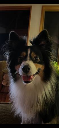 Lost Dog in Orting
