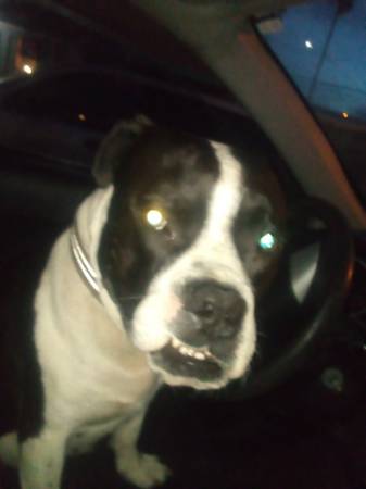 Lost dog