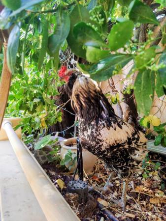 Lost Bird in Santa Fe