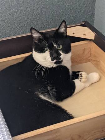 Found cat