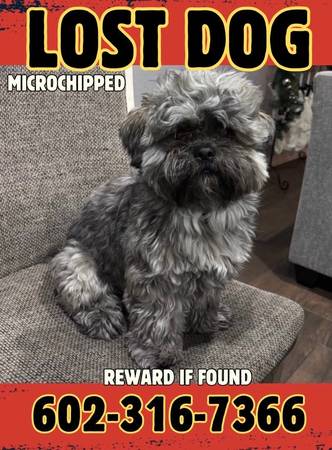 Lost dog
