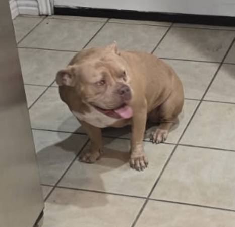 Lost Dog in Beaumont