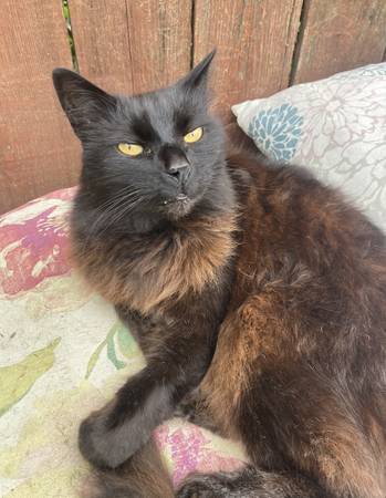 Lost cat