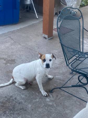 Found dog
