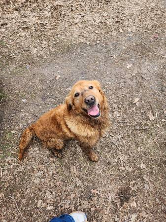 Found dog