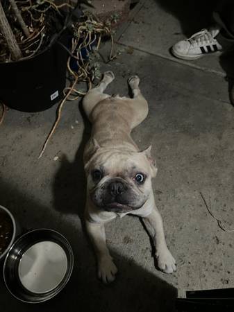 Found dog