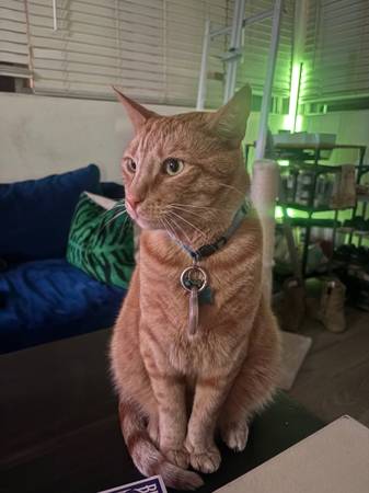 Lost cat