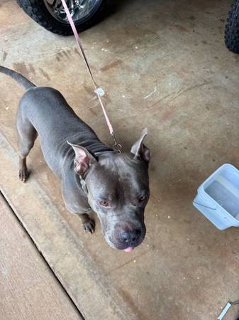 Found dog