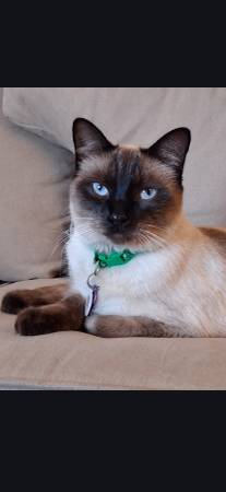 Lost cat